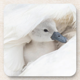 Porta-copo Bebês Mais Pobres Bebê-Mute Swan