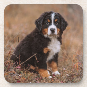 Porta-copo Bebês Mais Pobres Cachorro de Montanha Bernese