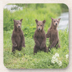 Porta-copo Bebês Mais Pobres   Camchatka Brown Bear Cubs