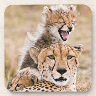 Porta-copo Bebês Mais Pobres   Chita Cat & Cub