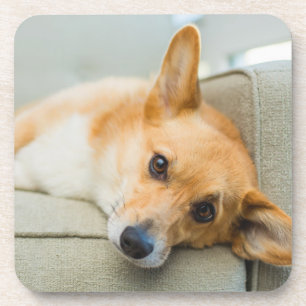 Porta-copo Bebês Mais Pobres Corgi Puppy no sofá