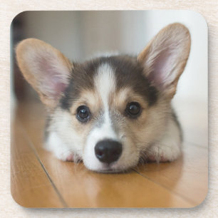 Porta-copo Bebês Mais Pobres Corgi Puppy Olhando