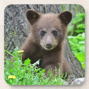 Porta-copo Bebês Mais Pobres Cubo-Urso-Marrom
