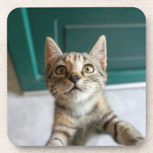 Porta-copo Bebês Mais Pobres   Cute Tabby Kitten