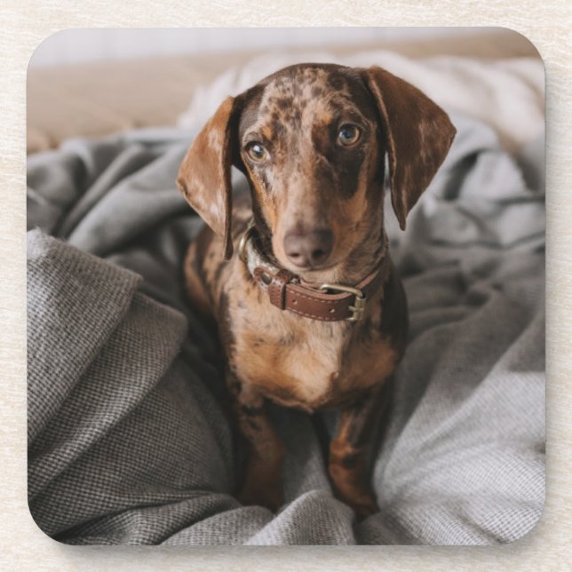 Porta-copo Bebês Mais Pobres | Dachshund De Chocolate (Frente)