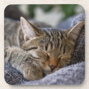 Porta-copo Bebês Mais Pobres Dormir De Tabby Kitten