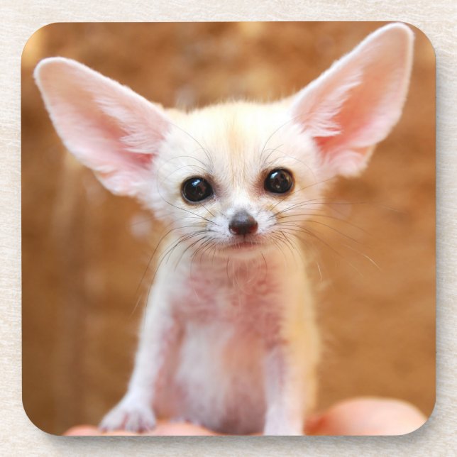 Porta-copo Bebês Mais Pobres | Fennec Fox (Frente)