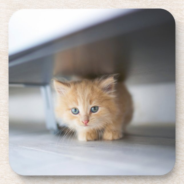 Porta-copo Bebês Mais Pobres | Fluffy Orange Kitten (Frente)
