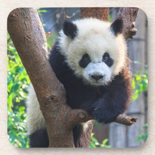 Porta-copo Bebês Mais Pobres Giant Panda Cub
