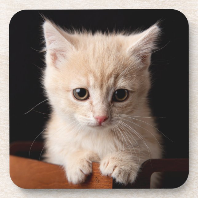 Porta-copo Bebês Mais Pobres | Ginger Kitten (Frente)
