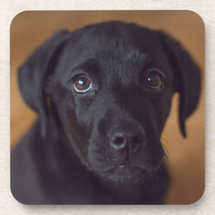 Porta-copo Bebês Mais Pobres Labrador Preto