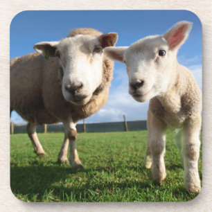 Porta-copo Bebês Mais Pobres Lamb e mamãe recém-nascidos