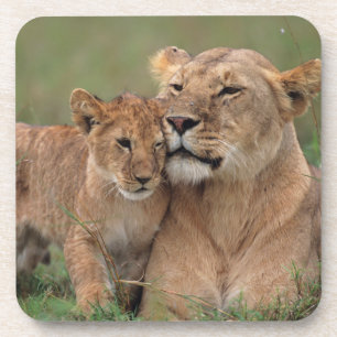 Porta-copo Bebês Mais Pobres Lion Cub & Mãe