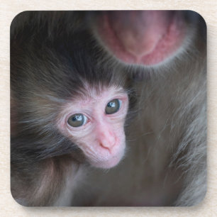 Porta-copo Bebês Mais Pobres Macaco Baby Macaque e Mãe
