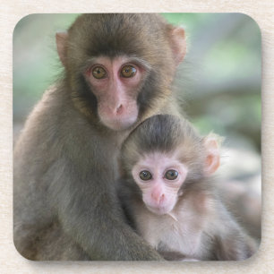 Porta-copo Bebês Mais Pobres Macacos Japoneses