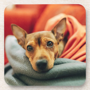 Porta-copo Bebês Mais Pobres   Pinscher miniatura