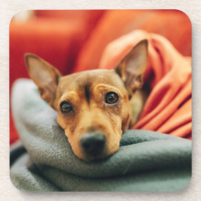 Porta-copo Bebês Mais Pobres | Pinscher miniatura (Frente)