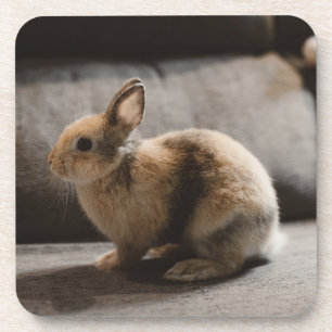 Porta-copo Bebês Mais Pobres Rabbit anão neerlandês