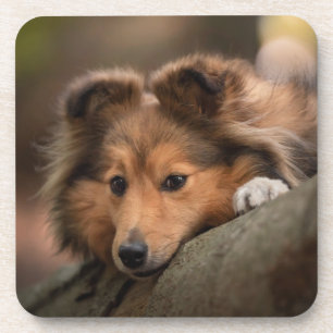 Porta-copo Bebês Mais Pobres   Shetland Sheepdog Puppy