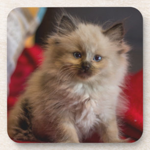 Porta-copo Bebês Mais Pobres Siamese Kitten