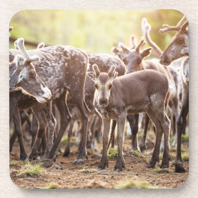 Porta-copo Bebês Mais Pobres | Svalbard Reindeer (Frente)