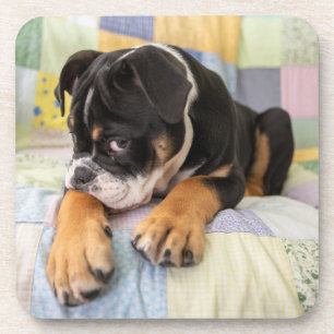 Porta-copo Bebês Mais Pobres   Tímido Bulldog Inglês