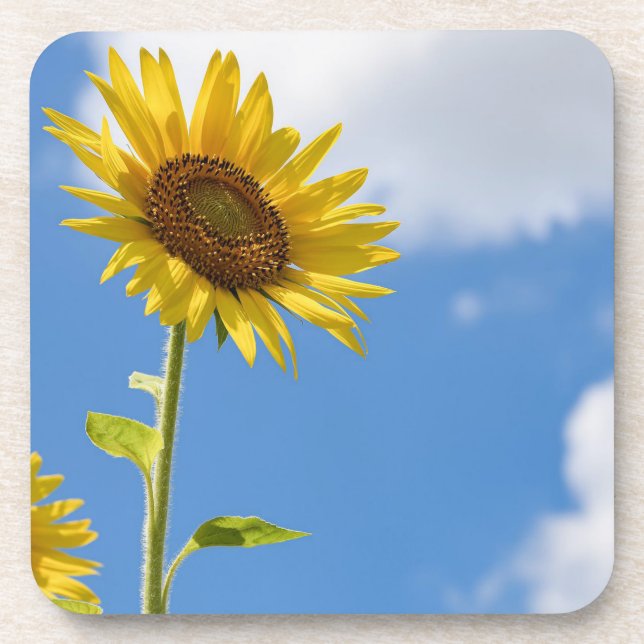Porta-copo belas flores solares com céu azul nublado (Frente)