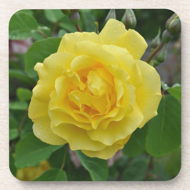 Porta-copo Beleza de rosa amarela (Frente)