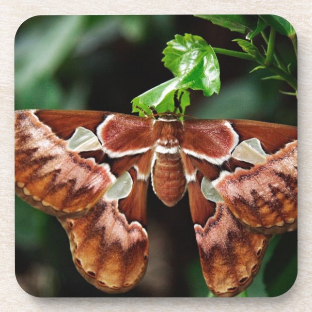 Porta-copo Belo Atlas Moth (Frente)