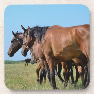 Porta-copo Belos Cavalos de Baía