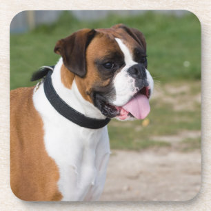Porta-copo Bibelines de Cão Boxer em Plástico Rígido