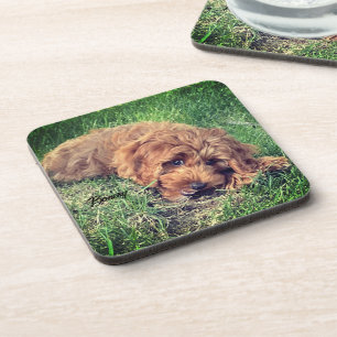 Porta-copo Bibelinho de Bebida Cute Golden Doodle
