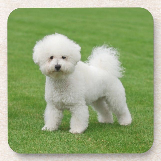 Porta-copo Bichon Frise (Frente)