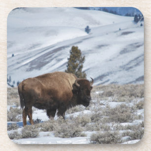 Porta-copo Bison nas montanhas do inverno de Yellowstone