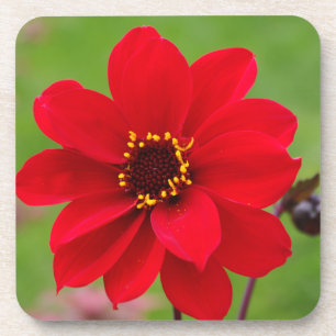 Porta-copo Bispo de Llandaff Dahlia