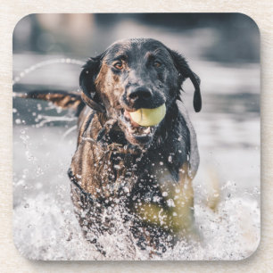 Porta-copo Black Labrador Joga Busca Na Água