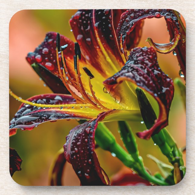 Porta-copo "Black Plush" Daylily (Frente)
