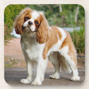 Porta-copo Blenheim Cavalier King Charles Spaniel Puppy Dog