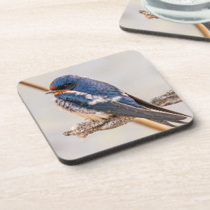 Porta-copo Blue Bird, Barn Swallow, Fotografia canadense
