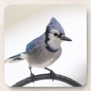Porta-copo Blue Jay no inverno