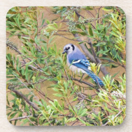 Porta-copo Blue Jay on Wax Myrtle