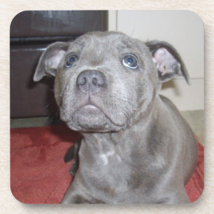 Porta-copo Blue Staffordshire Bull Terrier Puppy