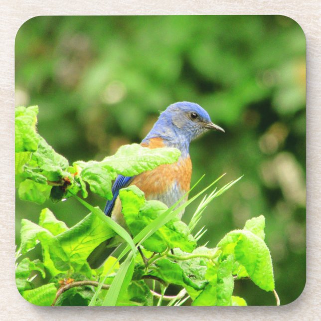 Porta-copo Bluebird no Corkscrew Bush (Frente)