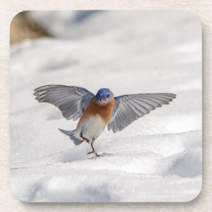 Porta-copo Bluebird oriental dançando na neve