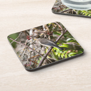 Porta-copo Boêmia Waxwing, Descansada em um galho