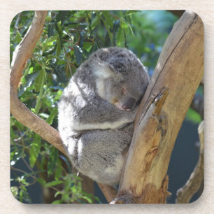 Porta-copo Bonito Dormindo Koala em árvore