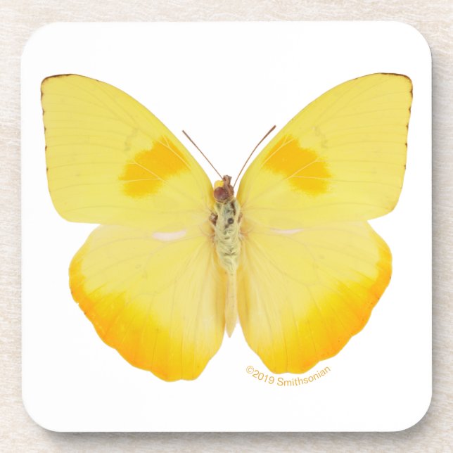 Porta-copo Borboleta comum do amarelo da grama (Frente)
