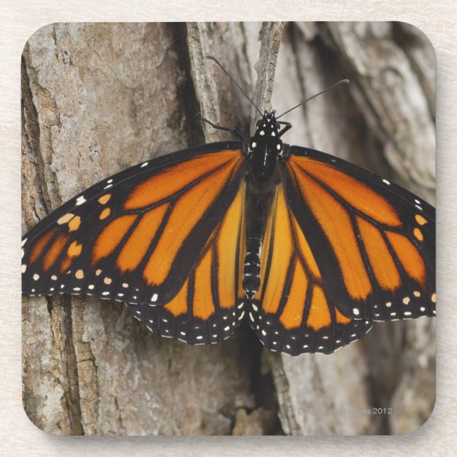 Porta-copo Borboleta de monarca (Frente)