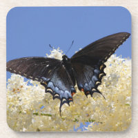 Borboleta Em Flores Brancas