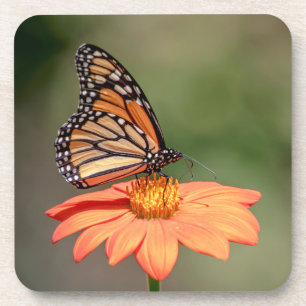 Porta-copo Borboleta Monarca numa flor de laranja